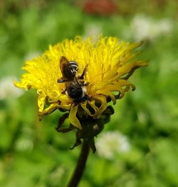 Close-up of bee pollinating on yellow flower
