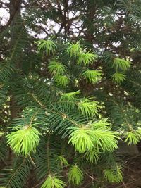 Close-up of pine tree