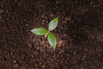 Close-up of plant