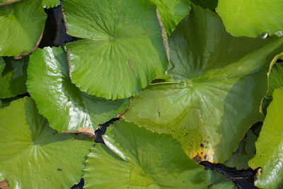 Full frame shot of fresh green leaves