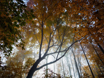 Low angle view of trees in forest