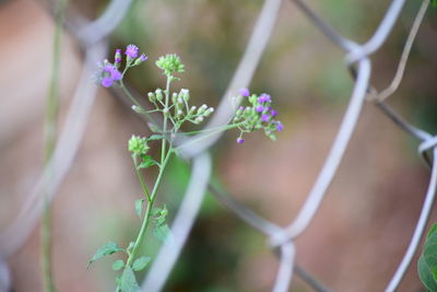 Close-up of purple flowering plant