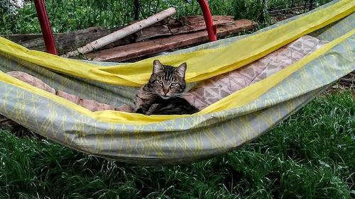 Portrait of cat relaxing on field
