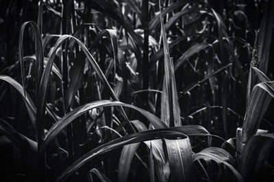 Close-up of crops growing on field