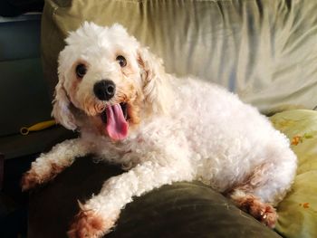 Portrait of dog relaxing on bed