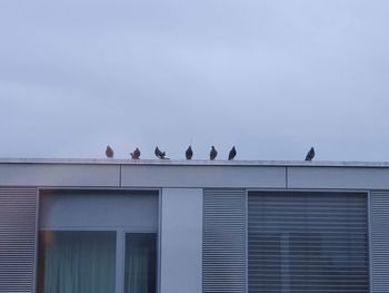 Low angle view of birds perching on building