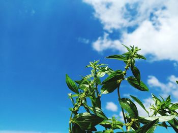 Low angle view of plant against blue sky