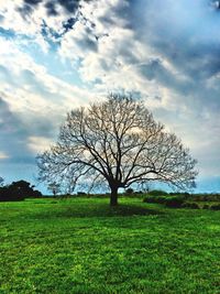 Bare tree on grassy field against cloudy sky