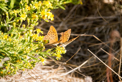 Close-up of butterfly pollinating on flower