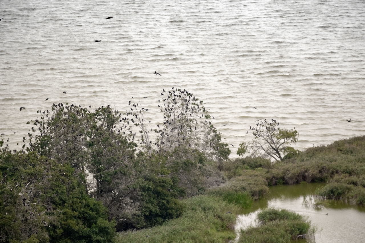 HIGH ANGLE VIEW OF BIRDS ON LAND