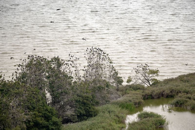 High angle view of birds on shore