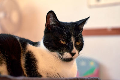 Close-up portrait of a cat