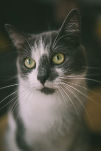 Close-up portrait of cat