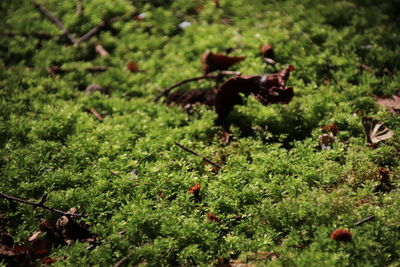 View of an animal on field