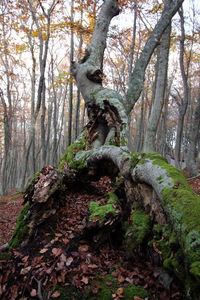 Moss growing on tree trunk in forest