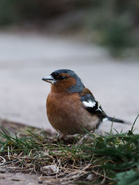 Close-up of bird perching on plant