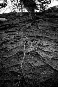 Close-up of tree roots