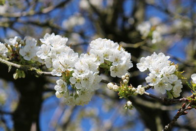 Close-up of white cherry blossoms in spring