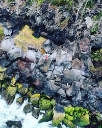 High angle view of birds on rock