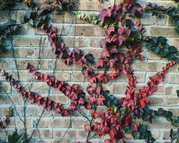 Ivy growing on wall