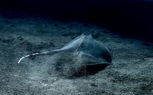 Fish swimming in sea