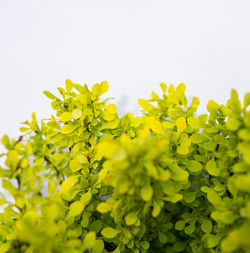 Close-up of yellow flowering plant against clear sky