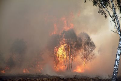 Firework display over trees in forest against sky