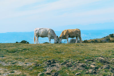 Sheep grazing in a field