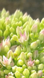 Close-up of plants