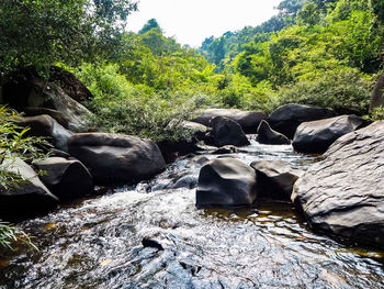 View of an animal on rock