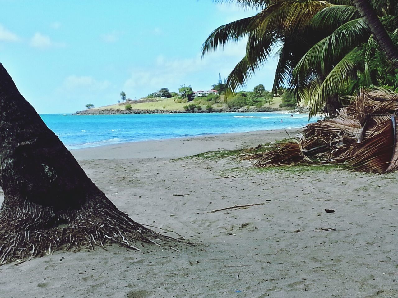 sea, beach, water, sand, shore, palm tree, tree, sky, tranquility, tranquil scene, scenics, horizon over water, beauty in nature, nature, coastline, idyllic, vacations, day, sunlight, incidental people