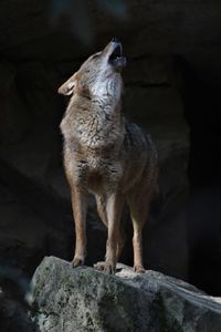 Lion standing on rock