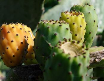 Close-up of prickly pear cactus