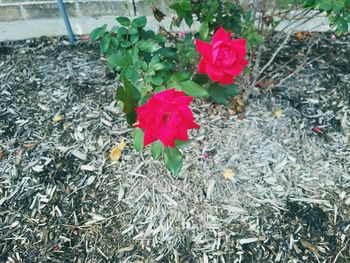 High angle view of multi colored flowers