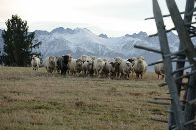 Sheep walking on landscape against sky