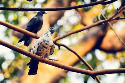 Close-up of birds perching on branch