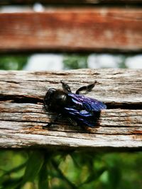 High angle view of insect on wood