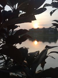 Close-up of silhouette plant against sky during sunset