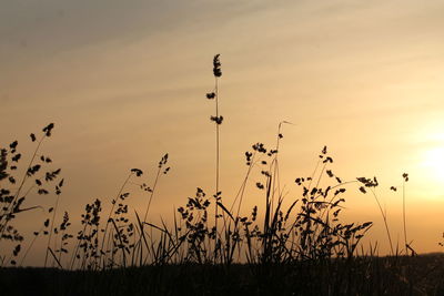 Silhouette plants growing on land against sky during sunset