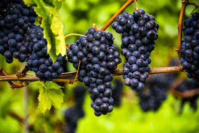 Grape stalk ripe and ready for harvesting in the wine route at lake caldaro in bolzano italy