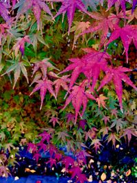 Close-up of maple leaves on plant during autumn