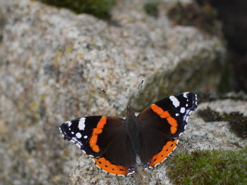 Close-up of butterfly on flower