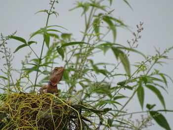 Close-up of bird perching on plant