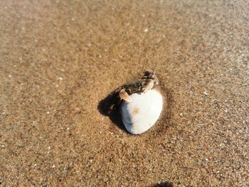 High angle view of seashell on beach