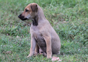 Dog sitting on field