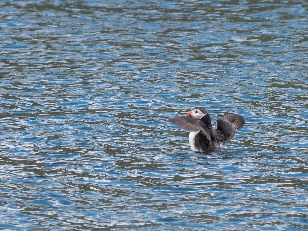 animal themes, animal, one animal, animal wildlife, animals in the wild, water, vertebrate, primate, mammal, waterfront, no people, day, monkey, nature, lake, swimming, bird, rippled, outdoors