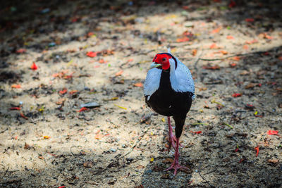 High angle view of bird on land