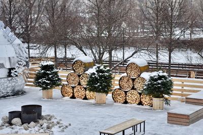 View of snow covered plants in park