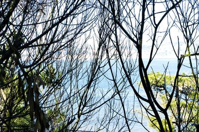 Low angle view of bare trees against sky