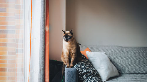 Cat sitting on sofa at home